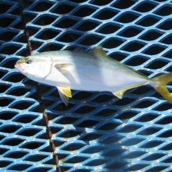 オリジナルメーカー海づり公園(市原市海づり施設) 釣果