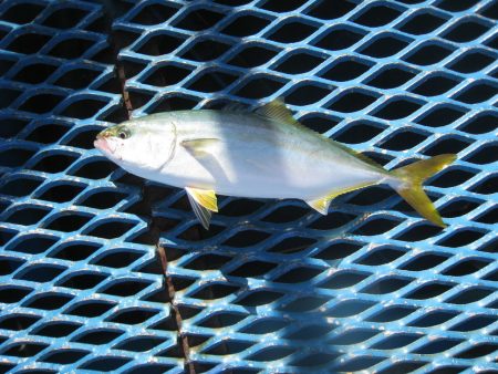 オリジナルメーカー海づり公園(市原市海づり施設) 釣果