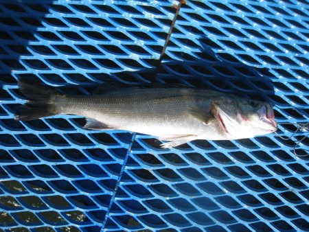 オリジナルメーカー海づり公園(市原市海づり施設) 釣果