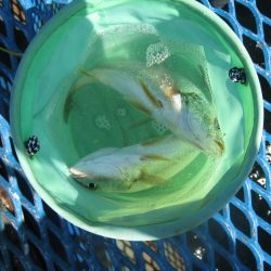 オリジナルメーカー海づり公園(市原市海づり施設) 釣果