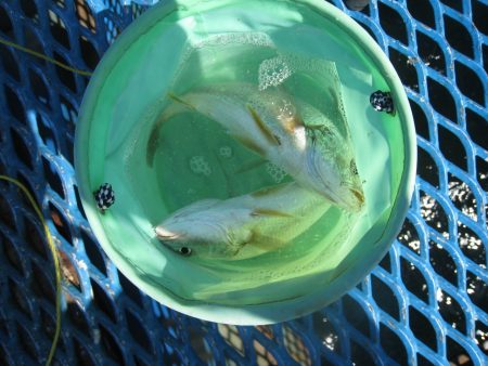 オリジナルメーカー海づり公園(市原市海づり施設) 釣果