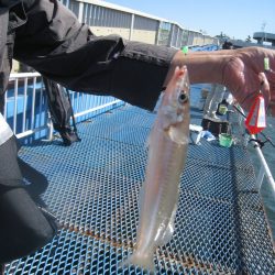 オリジナルメーカー海づり公園(市原市海づり施設) 釣果