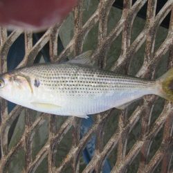 オリジナルメーカー海づり公園(市原市海づり施設) 釣果