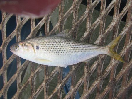 オリジナルメーカー海づり公園(市原市海づり施設) 釣果