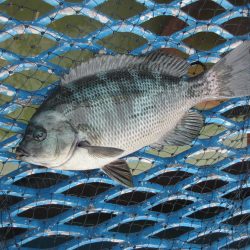 オリジナルメーカー海づり公園(市原市海づり施設) 釣果