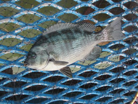 オリジナルメーカー海づり公園(市原市海づり施設) 釣果