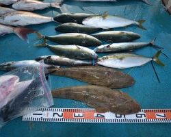 アジアマリンサービス 釣果