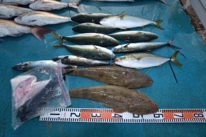 アジアマリンサービス 釣果