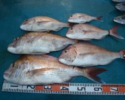 アジアマリンサービス 釣果