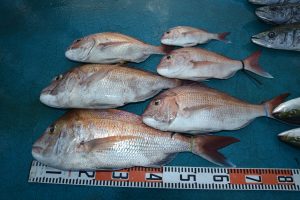 アジアマリンサービス 釣果