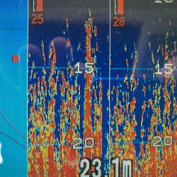 深川 吉野屋 釣果