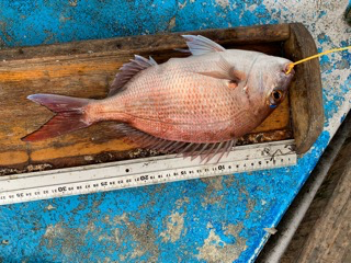幸吉丸 釣果