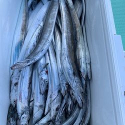 さんさん丸 釣果