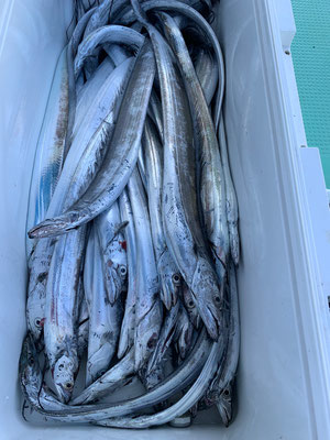 さんさん丸 釣果