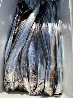 さんさん丸 釣果