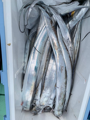 さんさん丸 釣果