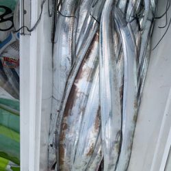 さんさん丸 釣果