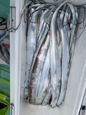 さんさん丸 釣果