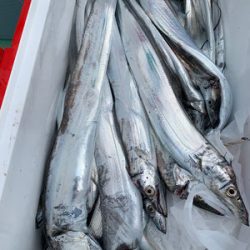 さんさん丸 釣果