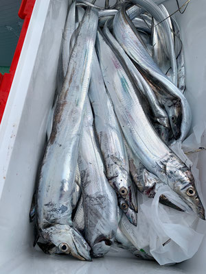 さんさん丸 釣果