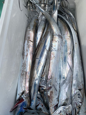 さんさん丸 釣果