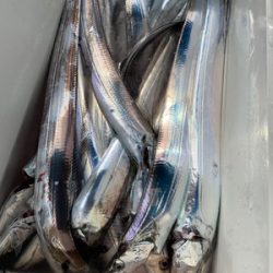 さんさん丸 釣果