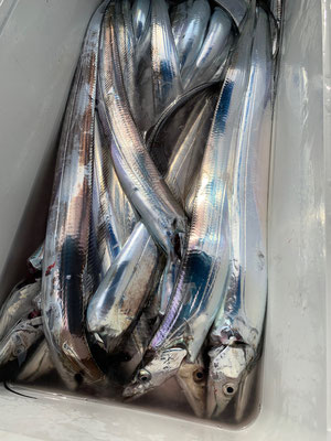 さんさん丸 釣果