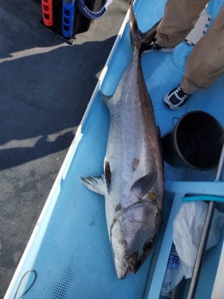 海晴丸 釣果
