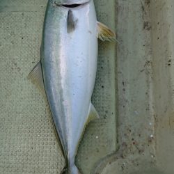 FISHING RISKY 釣果