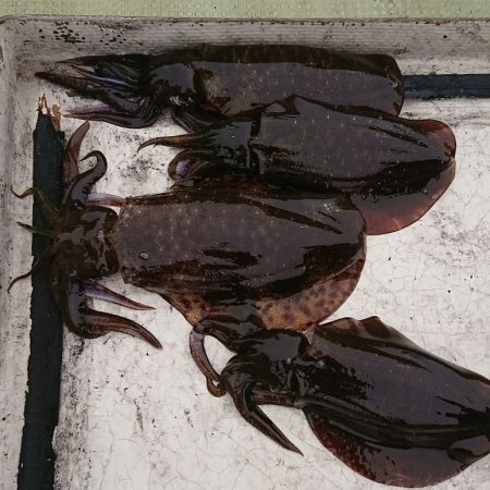 FISHING RISKY 釣果