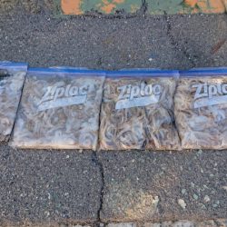 FISHING RISKY 釣果