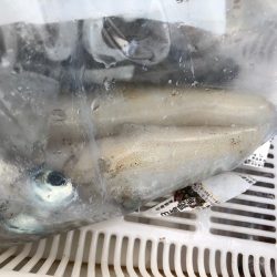 あみや渡船 釣果