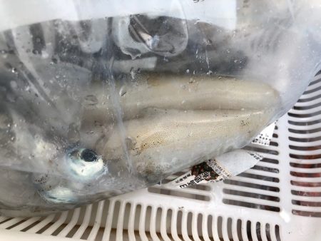 あみや渡船 釣果