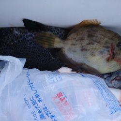 千津丸 釣果
