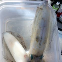 あみや渡船 釣果
