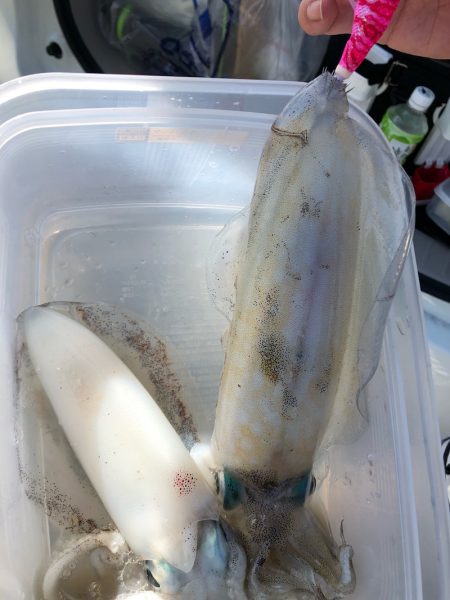 あみや渡船 釣果