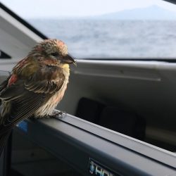 IDATEN（イダテン） 釣果