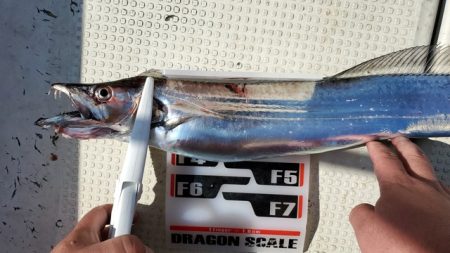 遊漁船　ニライカナイ 釣果