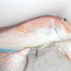 こうゆう丸 釣果