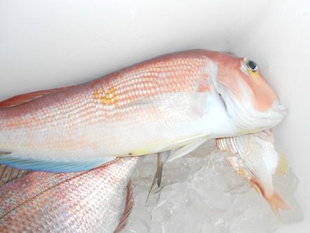 こうゆう丸 釣果