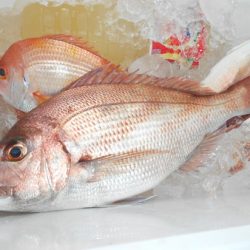 こうゆう丸 釣果