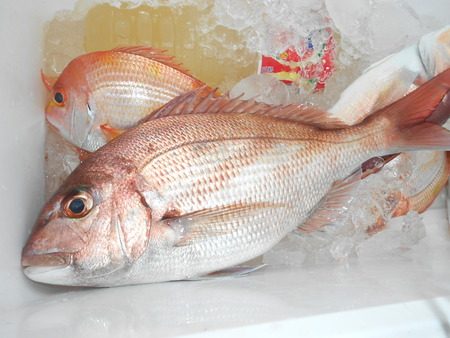 こうゆう丸 釣果