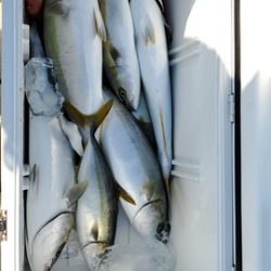 遊漁船 ニライカナイ 釣果