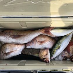 sea boss　シーボス 釣果