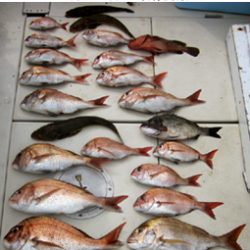 来温丸(らいおんまる) 釣果