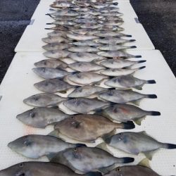 オーフリー 釣果