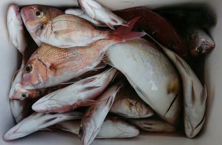明神釣船 釣果