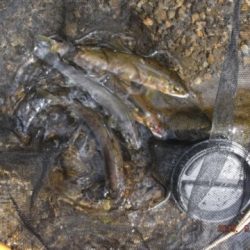 大井川（大井川(非)漁業協同組合） 釣果