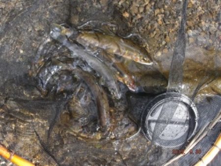 大井川（大井川(非)漁業協同組合） 釣果