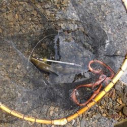 大井川（大井川(非)漁業協同組合） 釣果